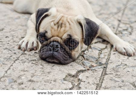 Cute Pug Lying,dog Very Sadd