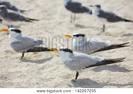 Royal Caspian terns sea birds in Miami Florida South beach USA