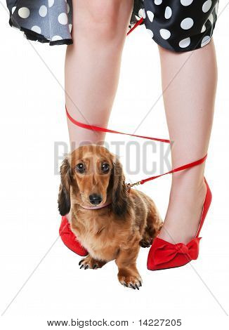 Karışık Dachshund Köpek