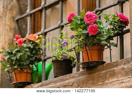 flowers on the balcony
