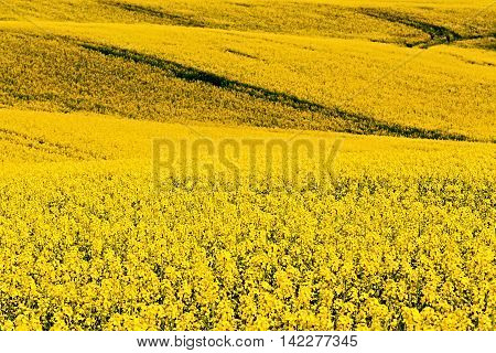 Beautiful Rape Field Summer Rural Landscape