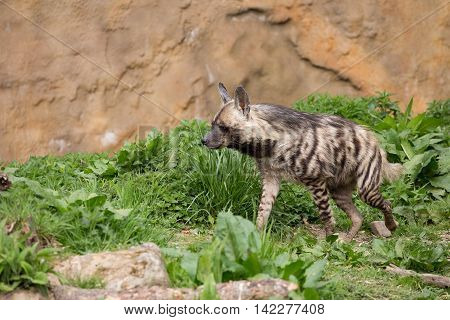 Striped Hyena (hyaena Hyaena)