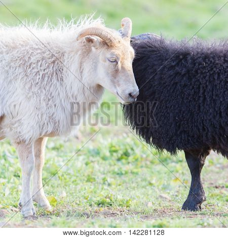 Black And White Sheep On Pasture -  Concent Of Love