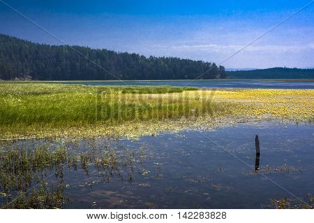 North river Kika forms extensive meadows full of different plants and animals in the place where it flows into lake Baikal.