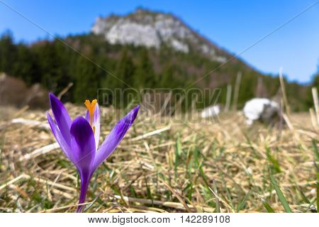 Violet crocus in meadow - Malino Brdo SLovakia