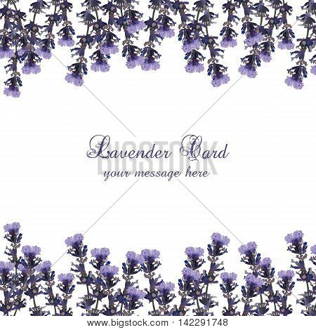 Lavender Card decorated Border. Gentle blossom floral Lavanda bouquet. Vintage Label with lavender beautiful fragrance