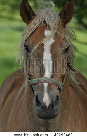 Workhorse. Grazing in the pasture. Meadow in the valley of the Bug.