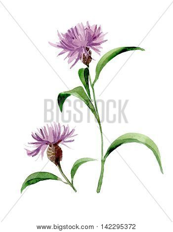 Hand draw watercolor illustration of thistle flower.