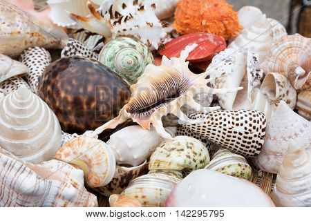 Closeup of colorful sea shells as background