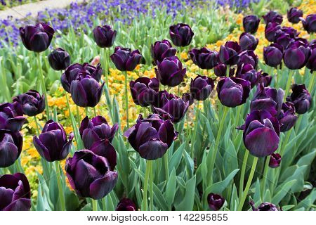 Beautiful tulips in a botanical garden Balchik Bulgaria