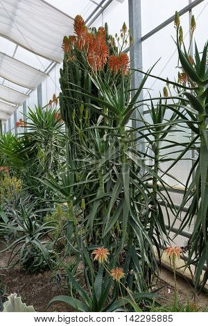 Cacti in a botanical garden Balchik Bulgaria