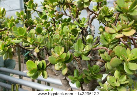 Cacti in a botanical garden Balchik Bulgaria