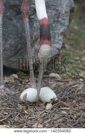 Antigone Crane Bird With Egg