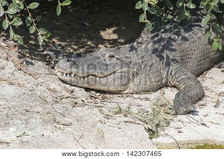 ferocious alligator in the river at sun