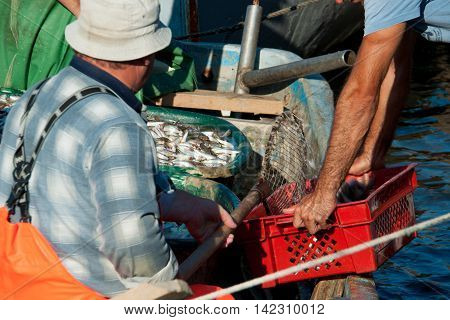 fishermen pour the fish in a plastic box clear summer day
