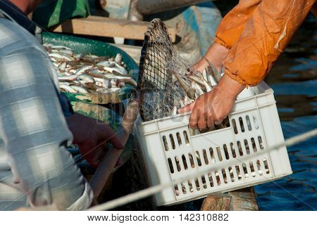 fishermen pour the fish in a plastic box clear summer day