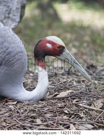 cute antigone crane bird in the farm
