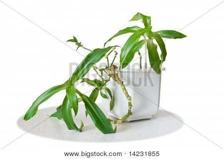 Plante médicinale Callisia Fragrans