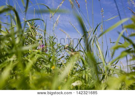 little bird in the tall meadow grass. background