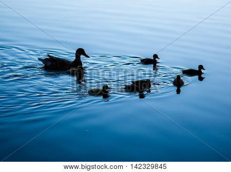 Silhouette of a mother duck and her ducklings