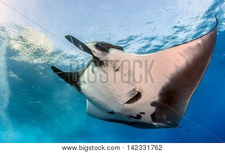 Manta Ray at Islas Revillagigedos in Mexico