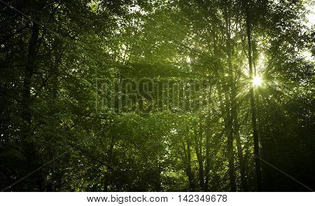 Sun rays through the forest trees with foliage