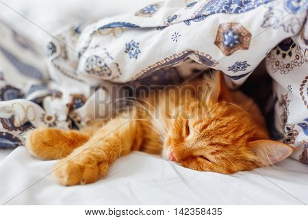 Cute ginger cat lying in bed under a blanket. Fluffy pet comfortably settled to sleep. Cozy home background with funny pet.