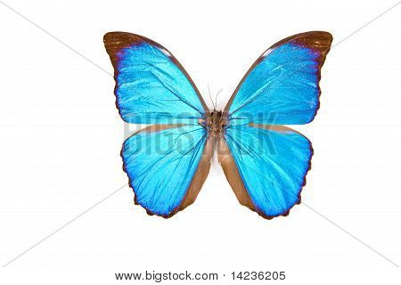Nero e blu farfalla Morpho Menelao isolato