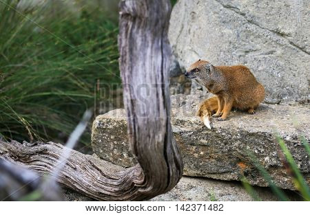 Yellow Mongoose Cynictis Penicillata