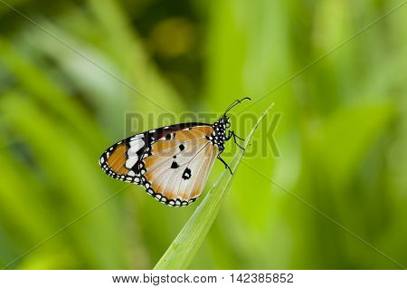 Male Plain tiger butterfly (Danaus chrysippus form alcippoides) is resting on leaf