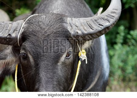 Head Of Water Buffalo