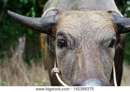 Head Of Water Buffalo