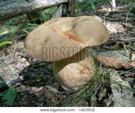 버섯 (Cep (Boletus 새싹)