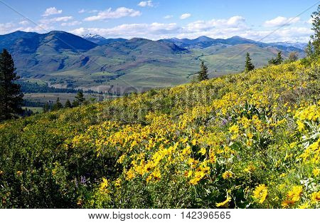 Meadows with yellow flowers and mountains. Balsam Root and Lupines blooming on Patterson Mountain near Winthrop North Cascades National Park Washington State USA.