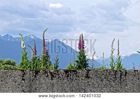 White and purple flowers at concrete wall. Digitalis (Purple Foxgloves) at Simon Fraser University garden British Columbia Canada.