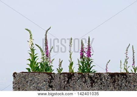 Pink and white flowers on concrete wall. Digitalis (Purple Foxgloves) at Simon Fraser University garden British Columbia Canada.