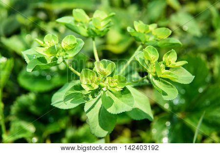 Green Euphorbia Helioscopia