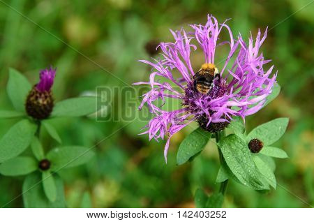 Centaurea Jacea Flower With Bumblebee