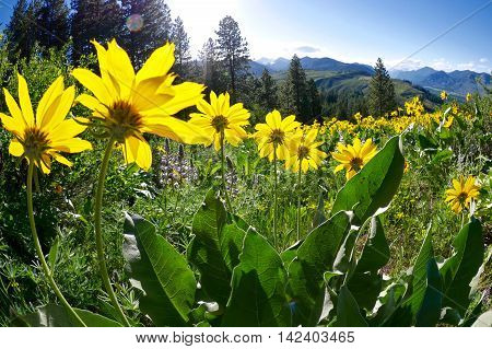 Balsam Root blooming on Patterson Mountain near Winthrop North Cascades National Park Washington State USA.