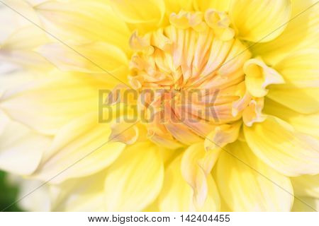 Macro of a yellow red dahlia - cultivar Wyns Farmer John