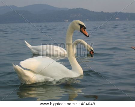  Romantik vahşi kuğu çift Gölü