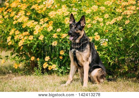 Purebred Short-Haired German Shepherd Adult Dog Or Alsatian Wolf Dog With Prick-Ears, Half-Opened Ajar Jaws, Tongue, Sitting Posing On Trimmed Lawn. Orange Yellow Flowers Background.