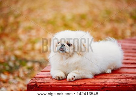 White Pekingese Pekinese Peke Whelp Puppy Dog Sitting On Wooden Bench In Autumn Park