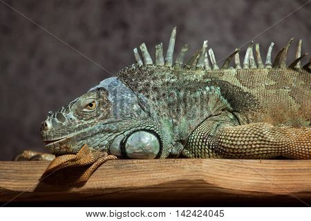 Green iguana (Iguana iguana). Wildlife animal. 