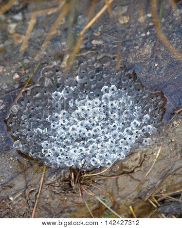 Colorful and crisp image of frog spawn
