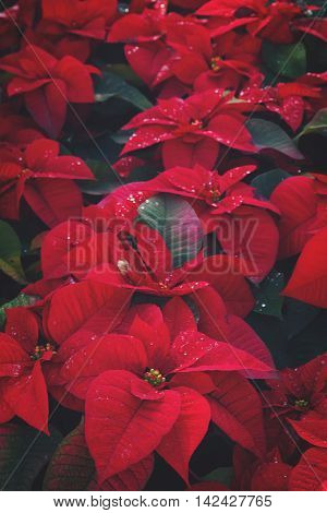 Flowerbed of red poinsetia flowers with waterdrops, retro toned