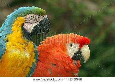 MACAWS