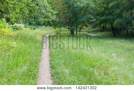 Footpath in a summer deciduous forest in Ukraine