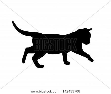 Kitten black silhouette on white backgruond. Vector illustration