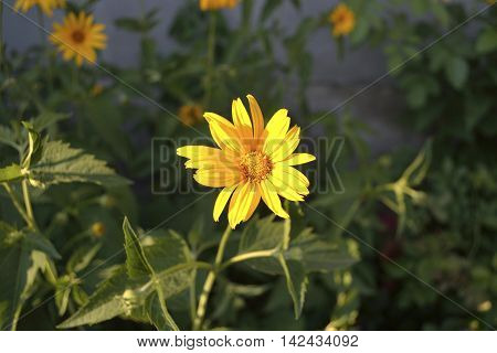 bright yellow camomile flower in the sunlight